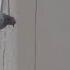 Suicide Pigeon