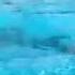 Water Ballet Mermaid S балет на воде русалочки