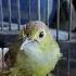 Masteran Burung Kacer Muraibatu
