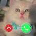 MI Ringtone Cutecat Cat Calling Funny Cat Call