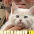 A Soldier S Kindness The Story Of Sergeant Frank Praytor And The Orphaned Kitten