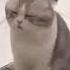 Cat Series When You Have Monday Blue