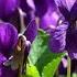 П И Чайковский Апрель Подснежник Р Tchaikovsky April Snowdrop
