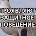 Охранники тюрьмы гуси Facts
