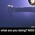 Viral The Original Video What Are You Doing NOOOOOOO