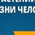 Значение растений в природе и жизни человека