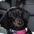 Buttercup Always In A Mood For Something Different Buttercup Starbox Dachshunds Margarita