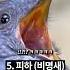 지구촌 얼척없이 웃긴 새소리 모음ㅋㅋ