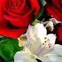 G Montanari Eldar Mansurov Taleyim Pinterest1