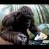 Part 1 Bigfoot Wears The Burger King Hat Bigfoot Bigfootvlog Woods Monke Funny Gorilla