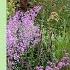 Create An Outstanding Perennial Border How To Choose And Combine Plants