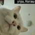 мем коты врек наташа