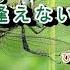 03 032 柳ヶ瀬ブルース 淡水河邊