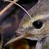 В Гнезде Пеночки Теньковки Common Chiffchaff Nest