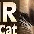 ASMR Siamese Cat Slurping Milk