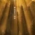 Volen Sentir The Book Of Wisdom Mixed