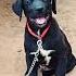 Cute Puppy Bark 11 Barking Dogbark Dogsound Puppyvoice Barking