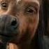 Fairy Tale Humpbacked Horse Listen To Audio Fairy Tale Humpbacked Horse