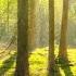 Звуки природы шум леса пение птиц Sounds Of Nature Birdsong Forest Noise