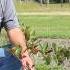 Aronia