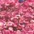 The Pink Dogwood Flower Blooms During The Spring Season In Portland Oregon USA