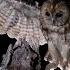 Building A Wildlife Homestead Update Chickens Have Arrived Polecats On Camera