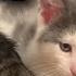 Kittens Live Stream Baby Kittens 9 Weeks Old 4 Days