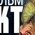 КНИГА И ФИЛЬМ РЕЛИКТ Всё о Мбвуне Подробный разбор сюжета