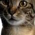 The Cat And The Mouse Beautiful Story Cuteanimal Cat