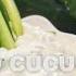 Mayo Cucumber Dressing