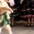 Dancing Merengue Dog