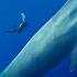 Hope Blue Whales Return Of The Giants Original Motion Picture Soundtrack