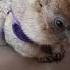 Опять ест на диване домашний сурок ручной сурок Marmot Cute Animals