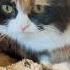 묘정이네 Munchkin Cat Cat