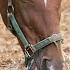 Horse In Extreme Pain From Infected Leg Full Episode E7 Bondi Vet