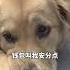 国庆还是不约了 狗狗 萌宠日常记录 萌宠推荐官 萌宠出道计划 上热门