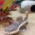 The Insane Growth Of A Red Tail Catfish