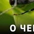 Мифы о муравьях Жанна Резникова Ученые против мифов 11 3