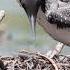 Plongeon Huard