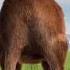 Capybara Dance Capybara Shorts Funny