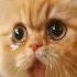 Crying Cute Cat Wants Chocolate Catshorts Trend Lipsync