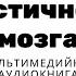 Пластичность мозга Фантомные боли Боль это заключение мозга о состоянии здоровья организма