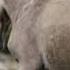 James Last The Lonely Shepherd Одинокий Пастух