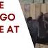 How To Prepare Your Horse To Go Down The Fence At Speed With Sarah Dawson