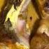 Music Newmusic Song Cover Postmalone Food Paramparic Musicremix Foodfindocuttack Foodie