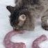 Лелик шикует Oksegor Cat кот