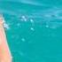 Underwater Life