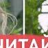 ЧИТАЙ ПО ГУБАМ
