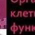 Биология 9 класс Органоиды клетки и их функции