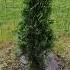 Plantare Thuja SMARAGD